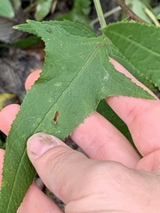 Hasteola suaveolens