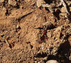 Crematogaster melanogaster