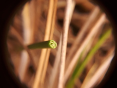 Juncus subnodulosus