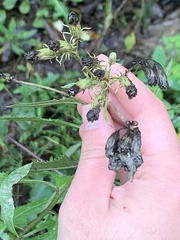 Hasteola suaveolens