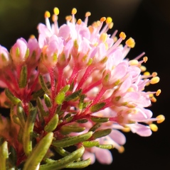 Agathosma cerefolium