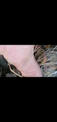 Acomys subspinosus
