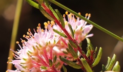 Agathosma cerefolium