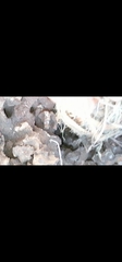 Acomys subspinosus
