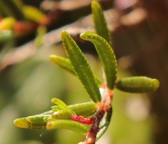 Agathosma cerefolium