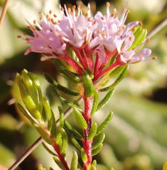Agathosma cerefolium
