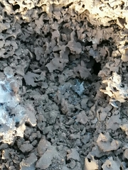 Acomys subspinosus