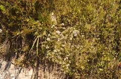 Agathosma cerefolium