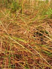 Juncus subnodulosus