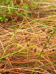 Juncus subnodulosus