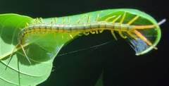 Scolopendra mutilans