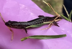 Desmognathus valtos