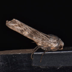 Lithomoia germana
