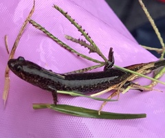 Desmognathus valtos