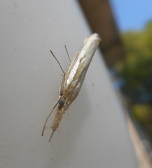Agriphila