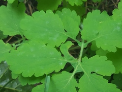 Erysiphe macleayae
