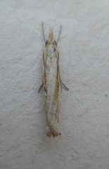 Agriphila