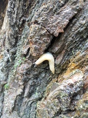 Krynickillus melanocephalus