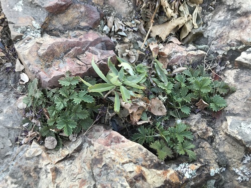 Potentilla ancistrifolia iNat (1)