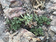 Potentilla ancistrifolia