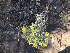 Ajania pallasiana