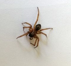Amaurobius