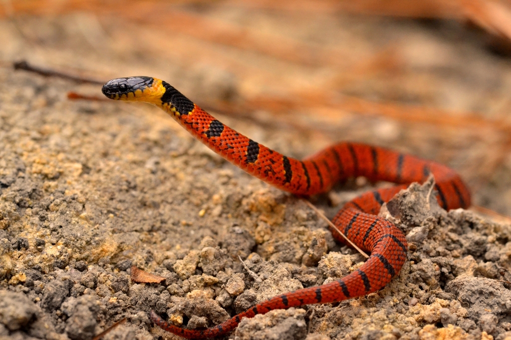 Red Coffee Snake (Ninia sebae) · iNaturalist