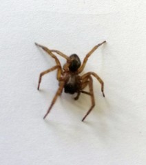 Amaurobius