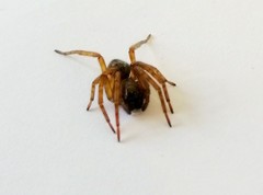 Amaurobius