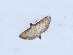 Marasmia