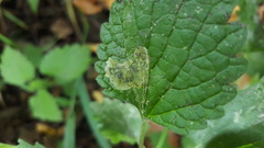 Amauromyza labiatarum