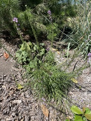 Liatris microcephala