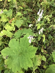 Aconitum alboviolaceum