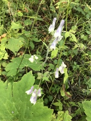 Aconitum alboviolaceum
