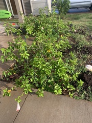 Hibiscus arnottianus