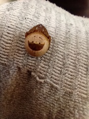 Ocrepeira covillei