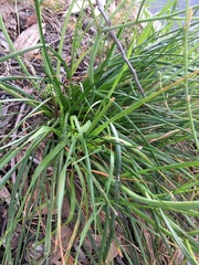 Trachyandra revoluta