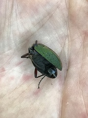 Carabus hummeli smaragdulus