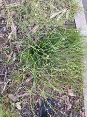 Trachyandra revoluta