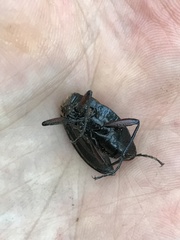 Carabus hummeli smaragdulus