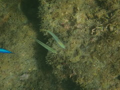 Ptereleotris microlepis