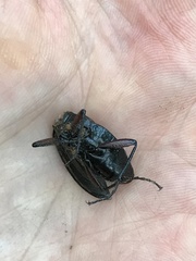 Carabus hummeli smaragdulus
