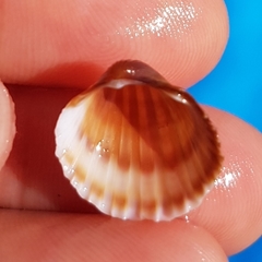 Acanthocardia paucicostata