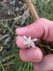 Trachyandra revoluta