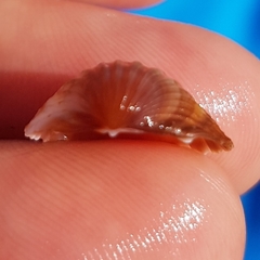 Acanthocardia paucicostata