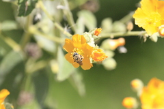 Allowissadula holosericea