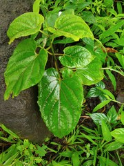 Cynanchum annularium
