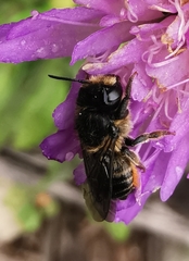 Megachile versicolor
