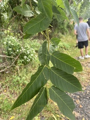 Ailanthus