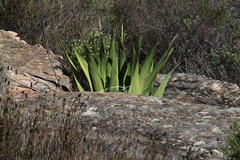Watsonia vanderspuyae